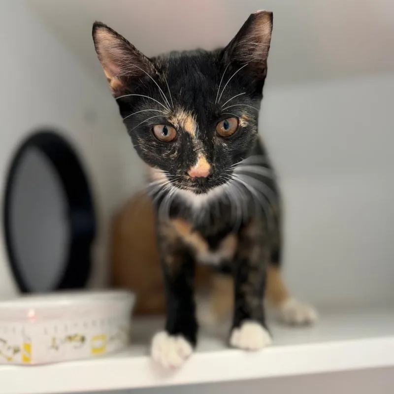 A baby small-sized female Calico Domestic Short Hair cat named Sprinkles for adoption in Port Richey, FL