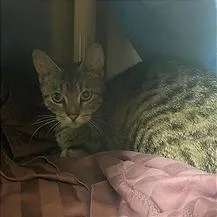 An adult medium-sized female Gray / Blue / Silver Domestic Short Hair cat named Chrysalis for adoption in Philadelphia, PA