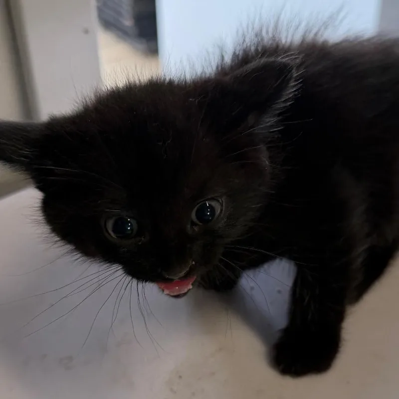 A baby small-sized male Black Domestic Medium Hair cat named Kip for adoption in Floresville, TX