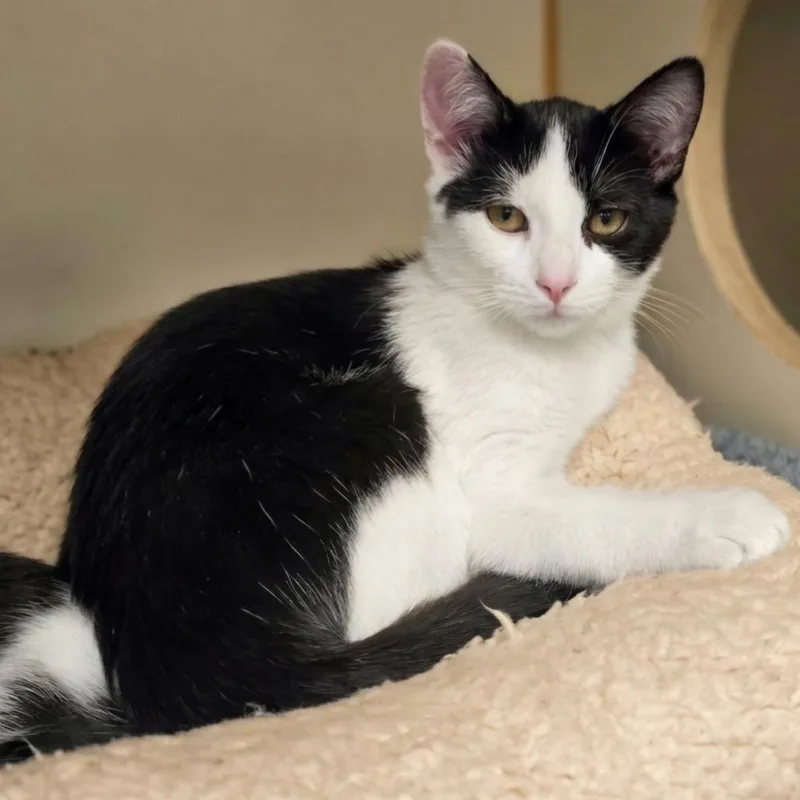 A baby small-sized male Black Domestic Short Hair cat named Baconator for adoption in South Elgin, IL