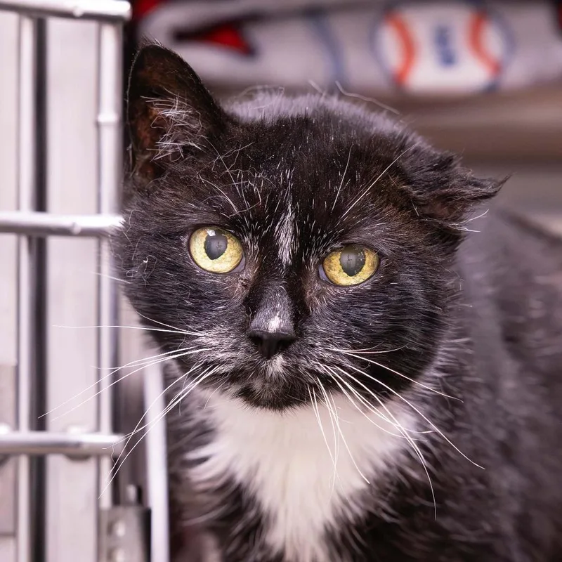 A senior medium-sized female Black Domestic Short Hair cat named Dandelion for adoption in Mentor, OH