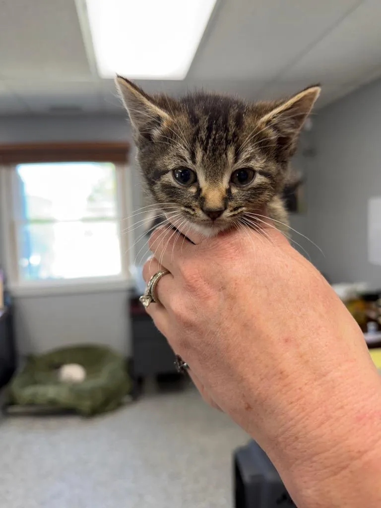 A baby small-sized female Domestic Short Hair cat named Alto for adoption in Bryan, OH