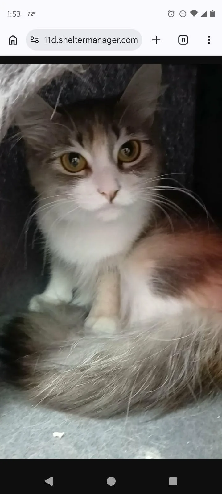An adult medium-sized female Domestic Short Hair cat named Whiskey for adoption in Rochester, NY