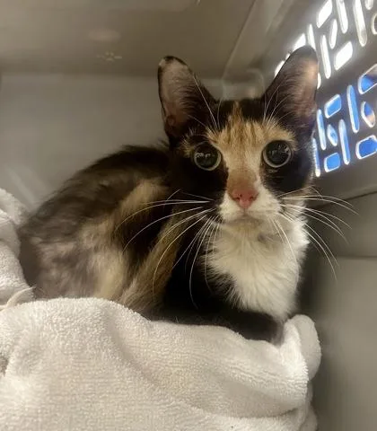 An adult small-sized female Domestic Short Hair cat named Coven for adoption in Palm Coast, FL