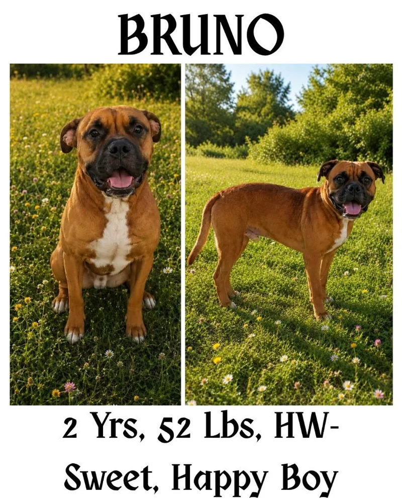 Bruno thumbnail 5
