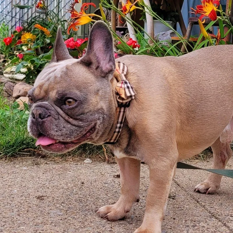 An adult medium-sized male Yellow / Tan / Blond / Fawn French Bulldog dog named Cash for adoption in Birdsboro, PA