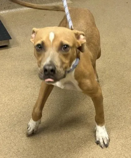 A young small-sized male Mixed Breed dog named Drago for adoption in Chamblee, GA