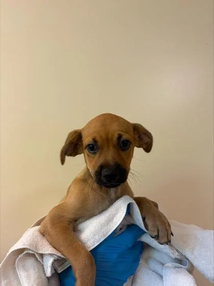 A baby small-sized male Mixed Breed dog named Leo for adoption in Honolulu, HI