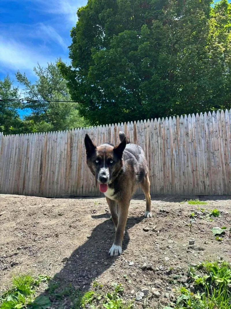 An adult large-sized female Husky dog named Lilly for adoption in Randolph Center, VT