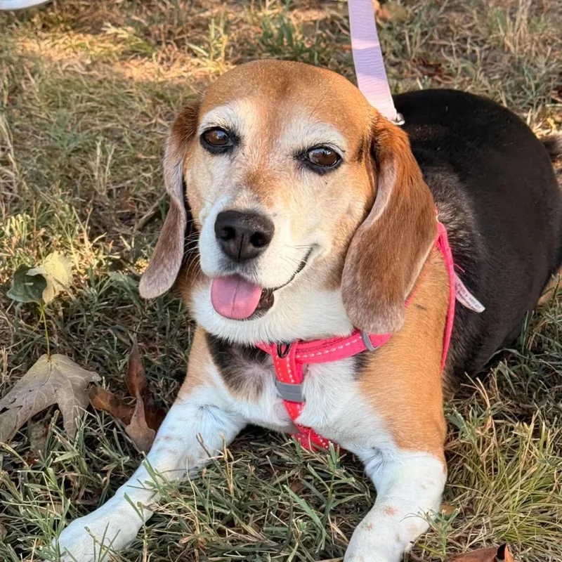 An adult medium-sized female Beagle dog named Pup for adoption in Springfield, MO