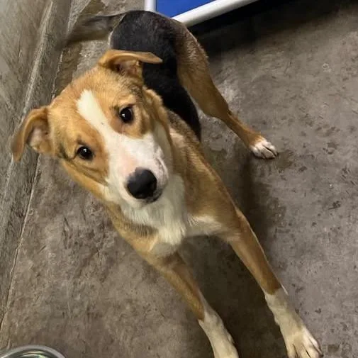 An adult small-sized female Yellow / Tan / Blond / Fawn Cattle Dog dog named 26-1045 for adoption in Los Banos, CA