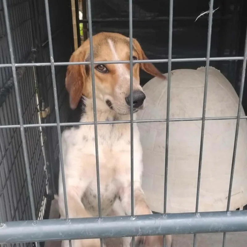 An adult large-sized male White / Cream Hound dog named Baskin for adoption in Dover, AR