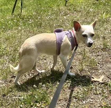 A young small-sized female Yellow / Tan / Blond / Fawn Chihuahua dog named Shelly for adoption in Annapolis, MD