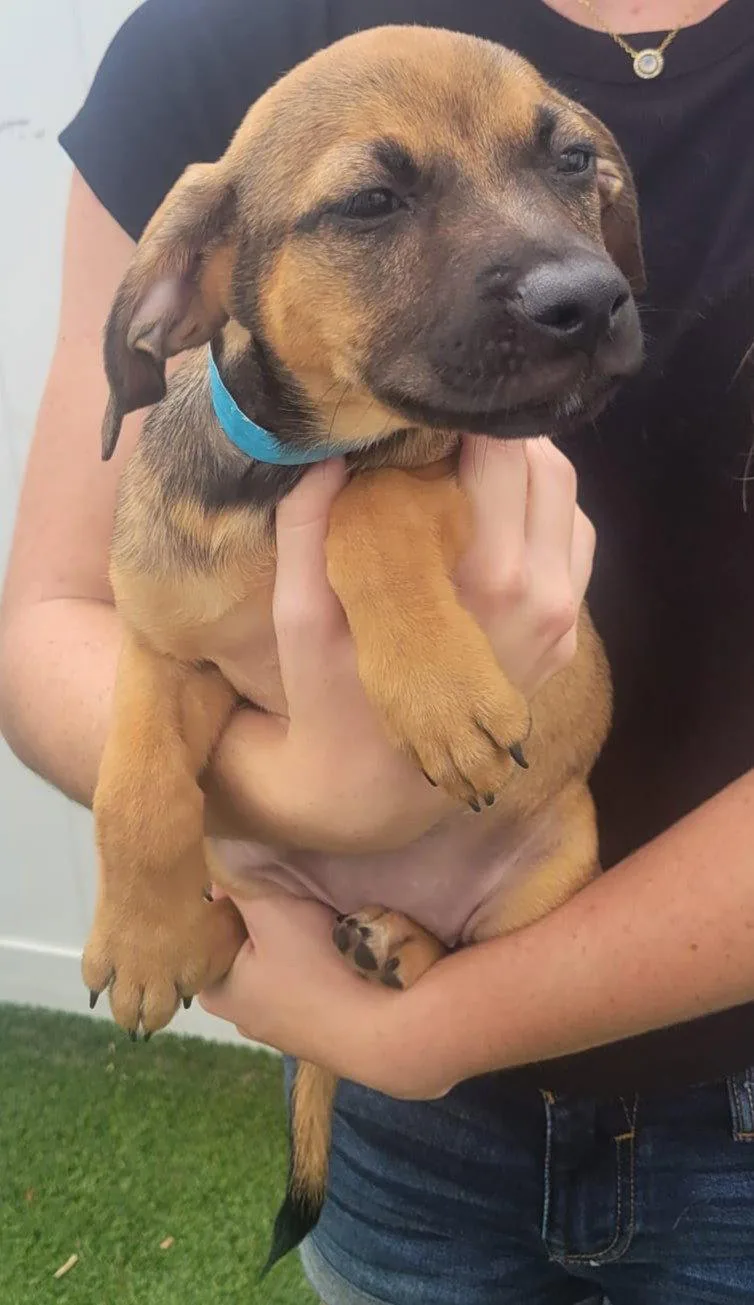 Isabella Pup Carmen