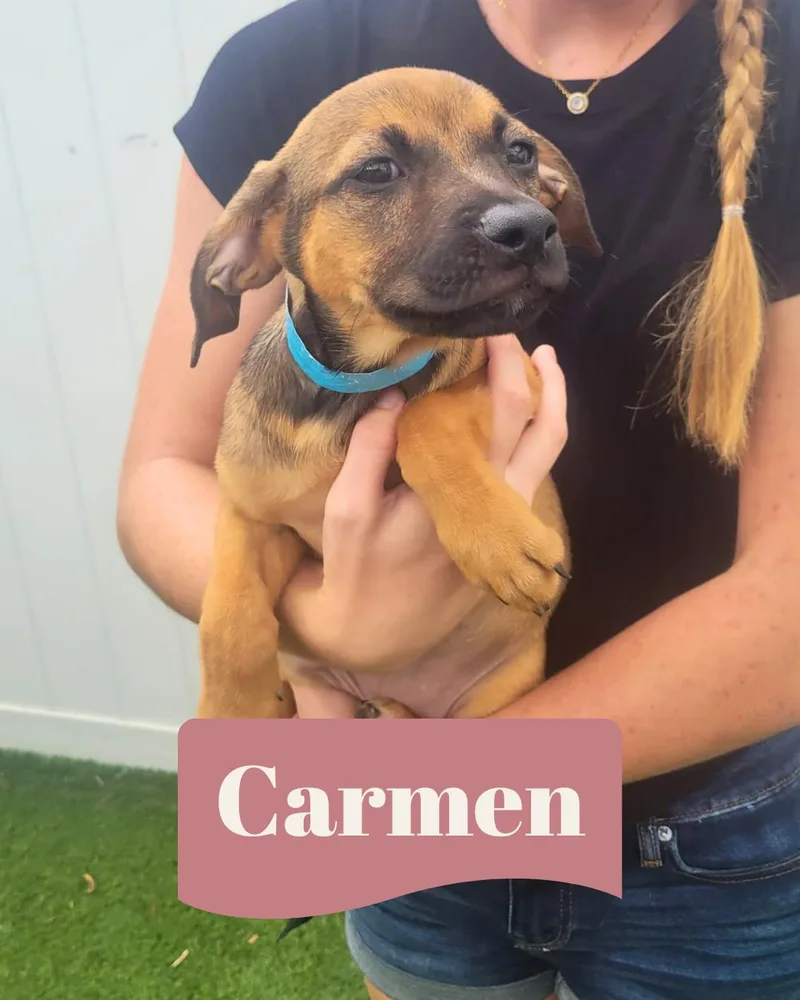 Isabella Pup  Carmen thumbnail 3