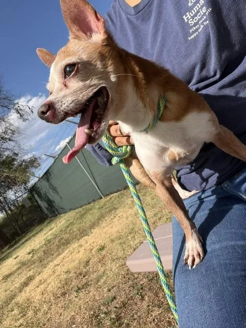 A senior small-sized female Chihuahua dog named Onyx for adoption in Colorado Springs, CO