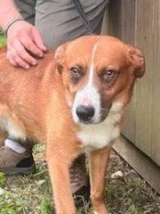 A young medium-sized male Australian Shepherd dog named River for adoption in Trinity, NC