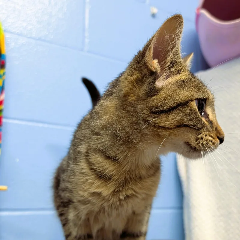 A baby medium-sized male Domestic Short Hair cat named Trick for adoption in Lowell, AR
