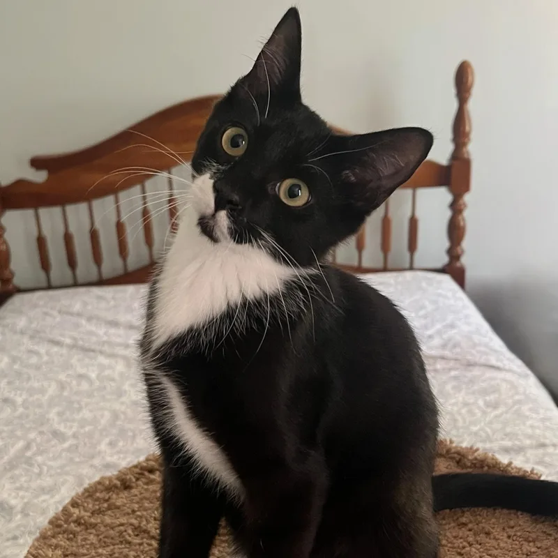 A baby small-sized male Black & White / Tuxedo Domestic Short Hair cat named Burgess for adoption in Richmond, VA