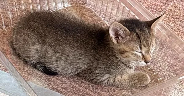 Chonkers