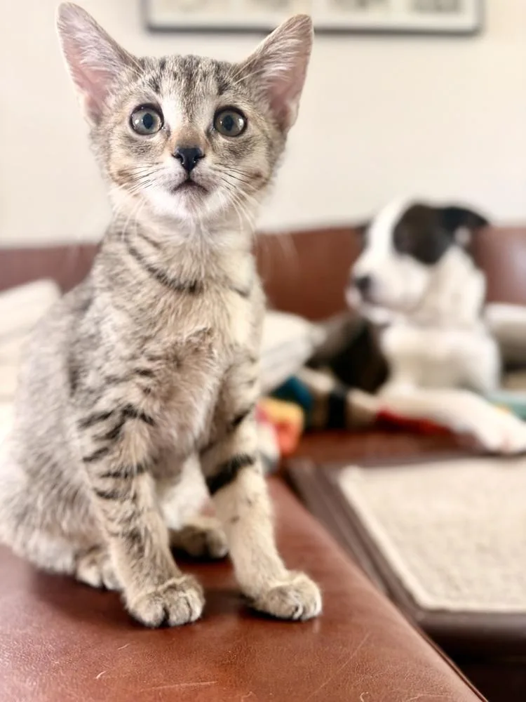 Chonkers thumbnail 3