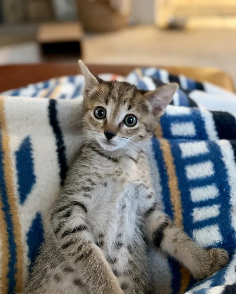 Chonkers thumbnail 4