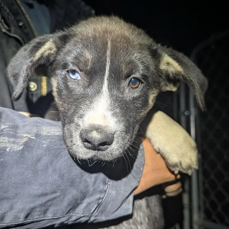 A baby small-sized female Black Mixed Breed dog named Xiaolan for adoption in Park City, UT