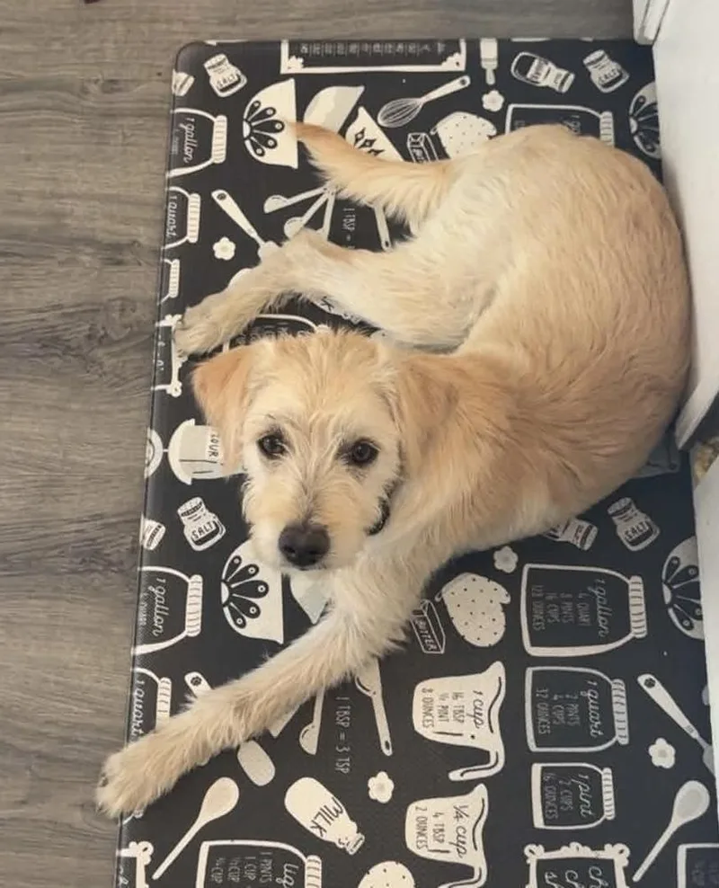 A young medium-sized female Goldendoodle dog named Honey for adoption in Vancouver, WA