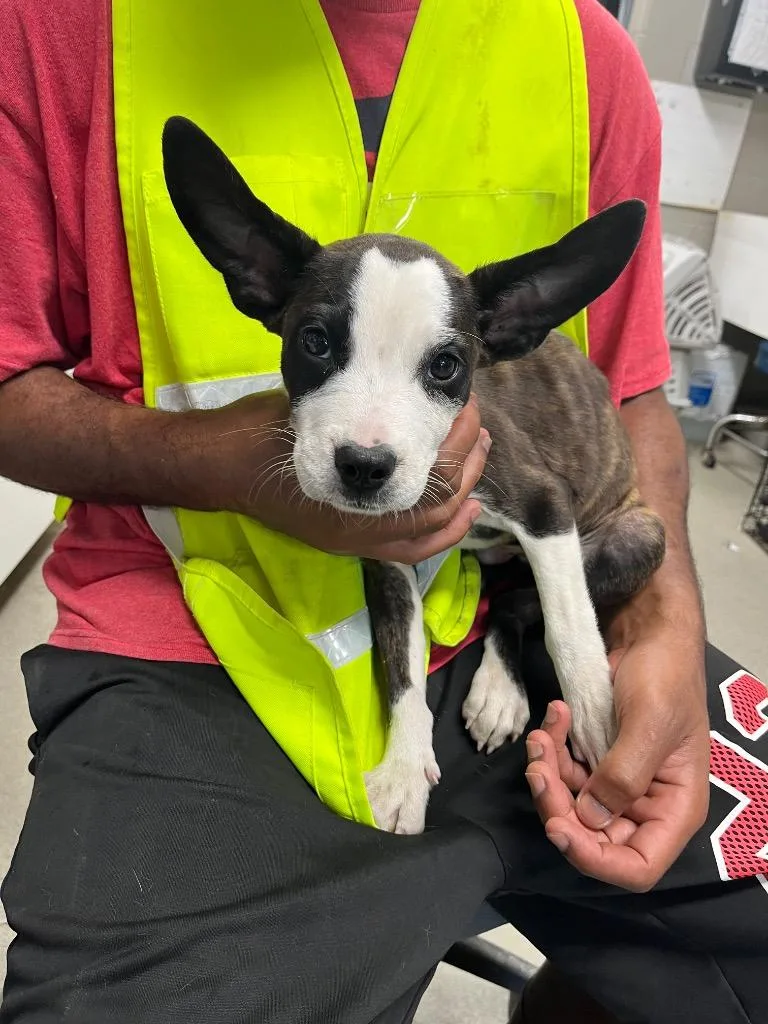 A baby small-sized male Terrier dog named Radar for adoption in Hopkinsville, KY