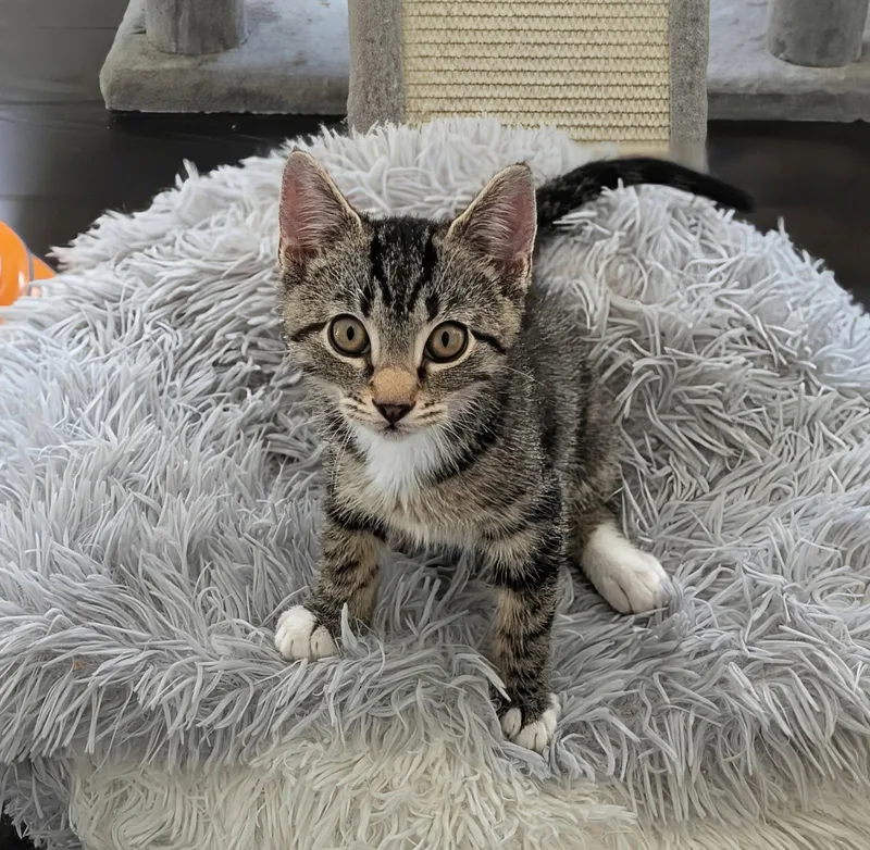 A baby small-sized male American Shorthair cat named Jensen for adoption in Harrisburg, PA