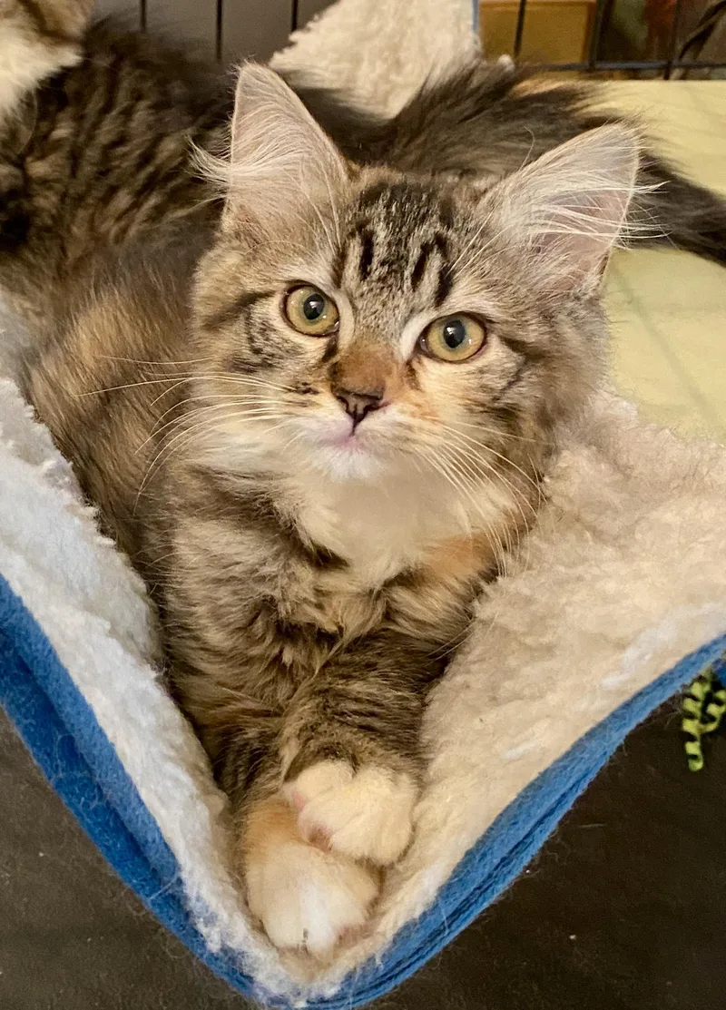 A baby medium-sized female Domestic Long Hair cat named Maple Syrup for adoption in Red Bank, NJ