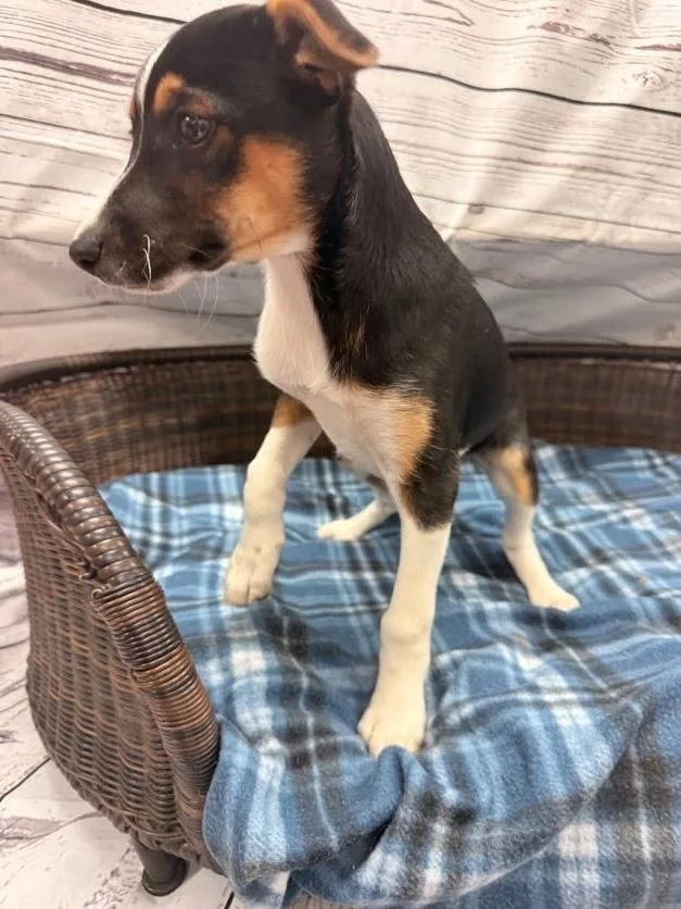 A baby medium-sized female Tricolor (Brown, Black, & White) Terrier dog named Tina for adoption in Neillsville, WI