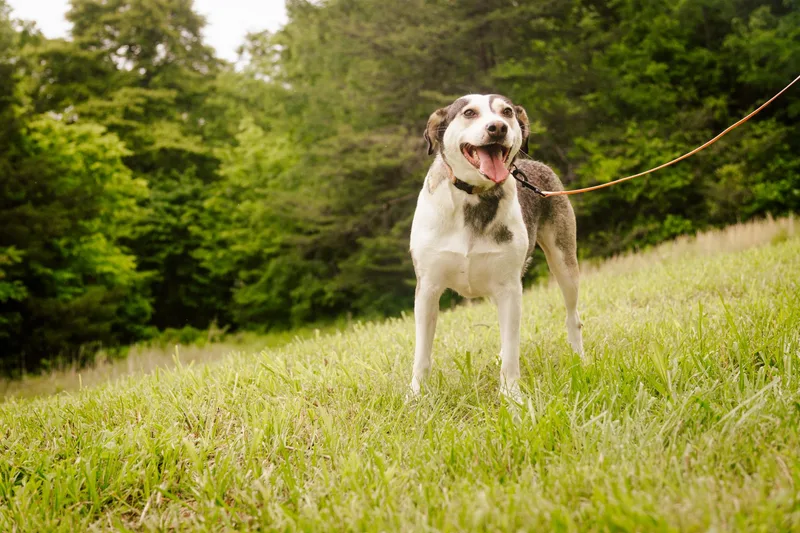 Snowbelle  Transport thumbnail 2