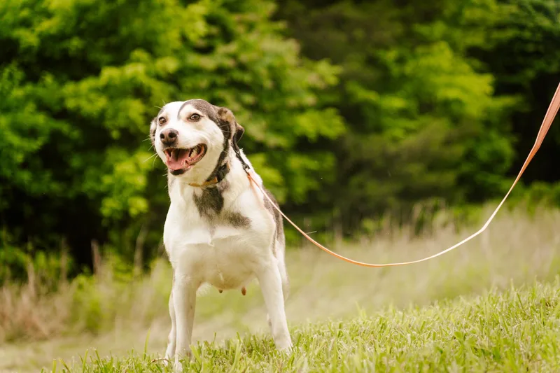 Snowbelle  Transport thumbnail 4