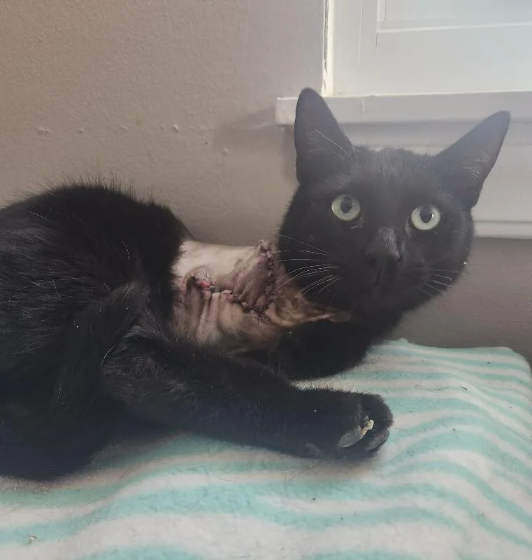 Rutherford thumbnail 2