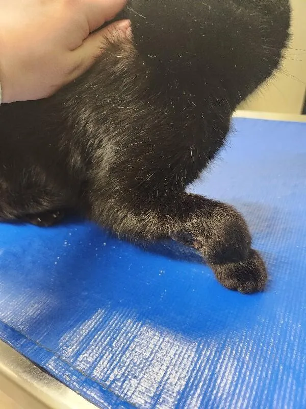 Rutherford thumbnail 3