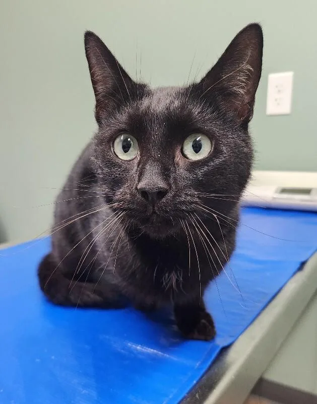 Rutherford thumbnail 4