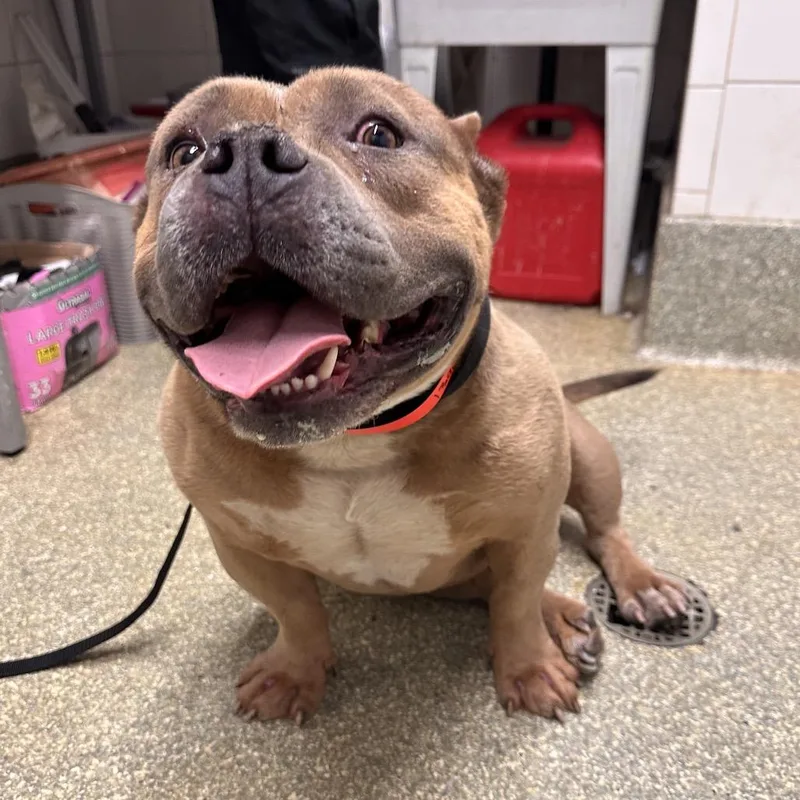 An adult large-sized male Brown / Chocolate Pit Bull Terrier dog named Hank for adoption in San Gabriel, CA