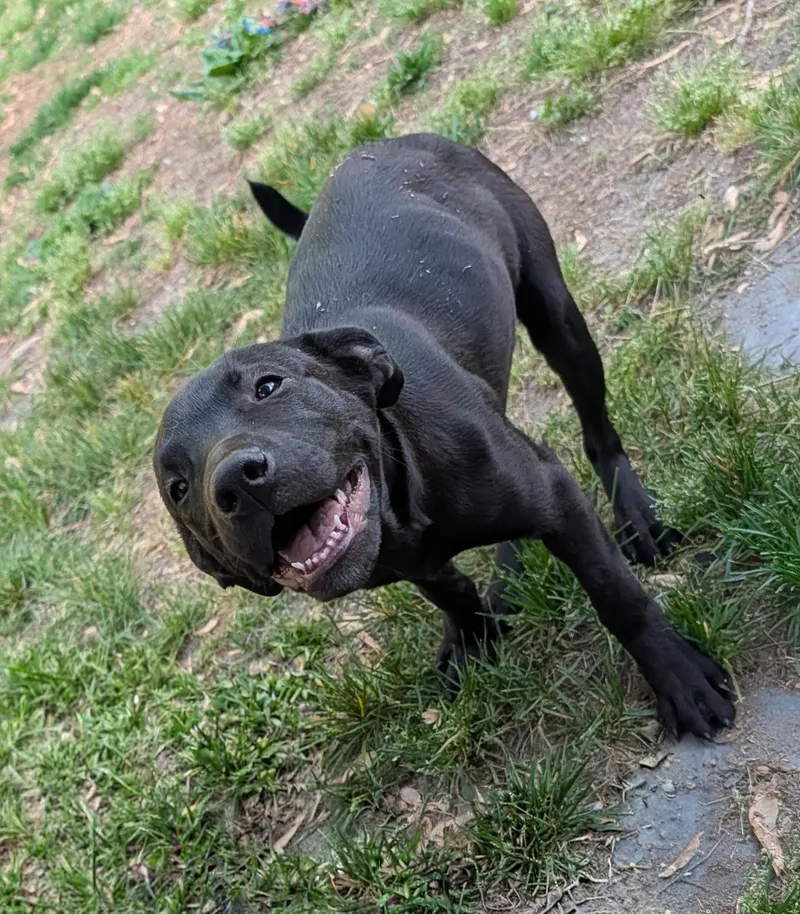 A baby medium-sized female Labrador Retriever dog named Elsie for adoption in Oceanport, NJ