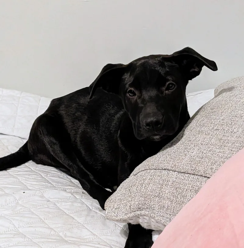 Elsie thumbnail 2