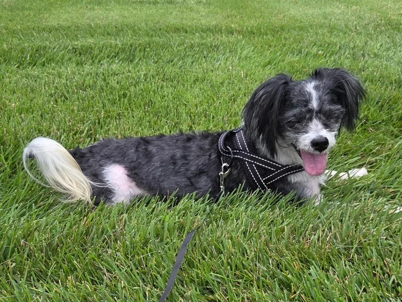 An adult small-sized male Shih Tzu dog named Prince for adoption in Georgetown, KY