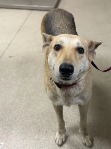 An adult large-sized female German Shepherd Dog dog named Freya for adoption in Riverside, CA