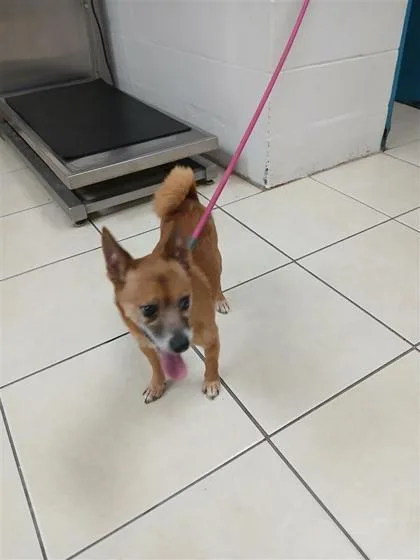 An adult small-sized male Chihuahua dog named Loyd for adoption in Largo, FL