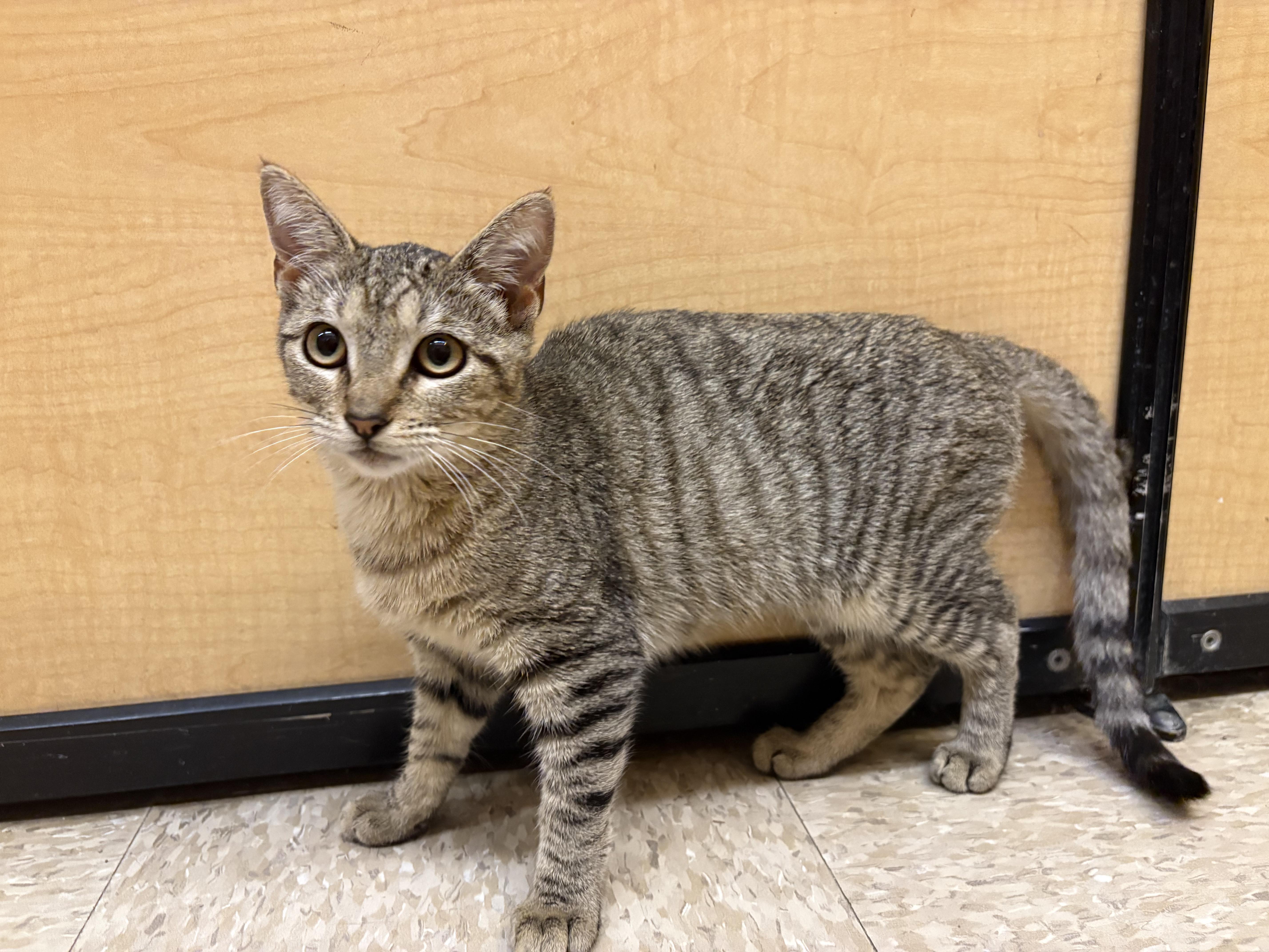 A baby medium-sized female Tabby cat named Hines for adoption in Albuquerque, NM