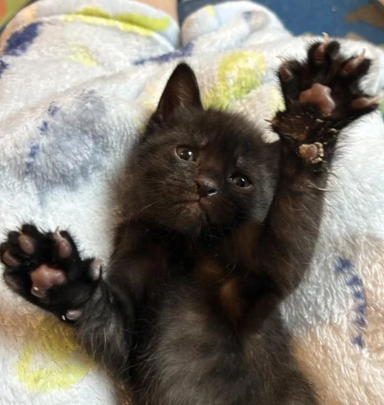 A baby medium-sized male Black Domestic Short Hair cat named Linton for adoption in Rossville, TN