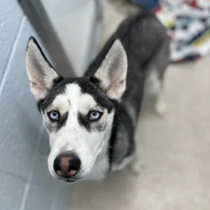 A baby large-sized female Siberian Husky dog named Leslie Knope for adoption in Wheaton, IL
