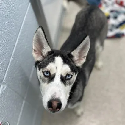 Leslie Knope thumbnail 2