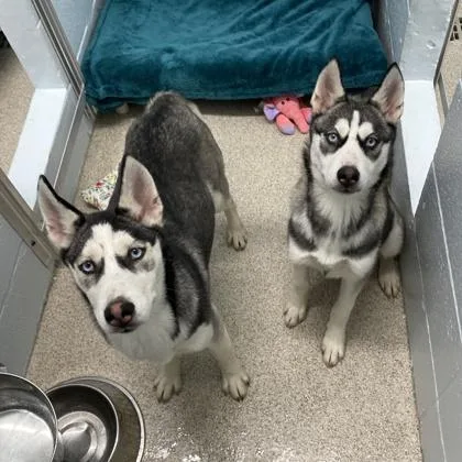 Leslie Knope thumbnail 3