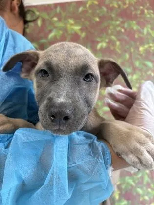 A young small-sized female Shepherd dog named Zatanna for adoption in San Antonio, TX