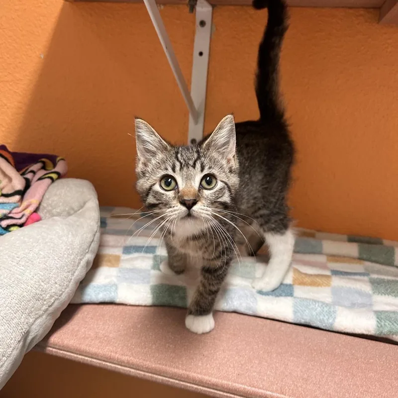 A baby small-sized female Brown / Chocolate Domestic Medium Hair cat named Beasty for adoption in Fresno, CA